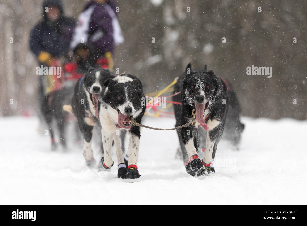 Le foto scattate durante il sentiero Iditarod Sled Dog Race nelle vicinanze Anchorage in Alaska Foto Stock