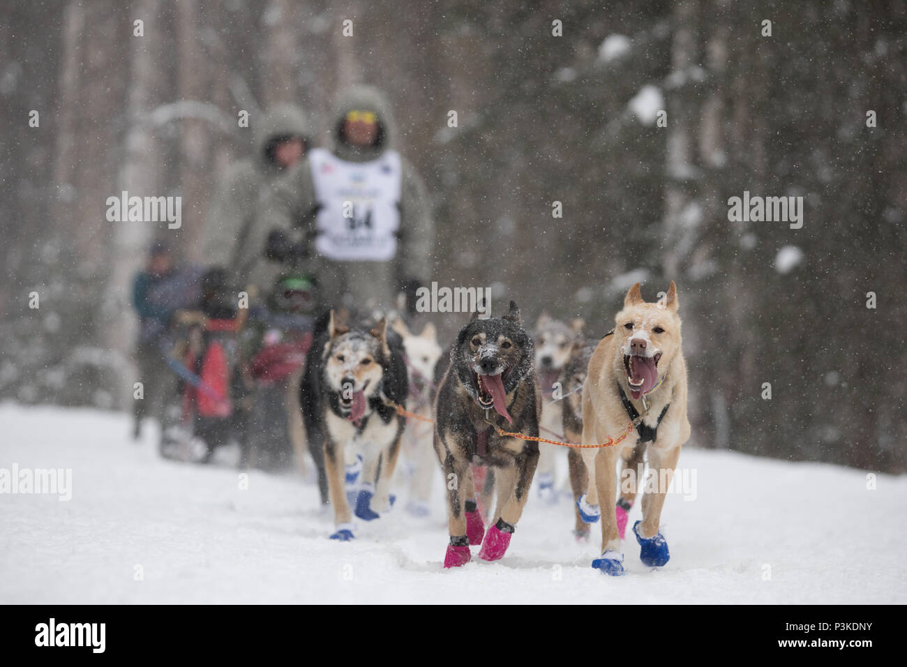 Le foto scattate durante il sentiero Iditarod Sled Dog Race nelle vicinanze Anchorage in Alaska Foto Stock