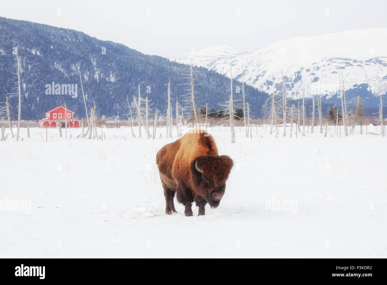Bison permanente sulla neve nevoso inverno rosso casa fienile Yukon Canada Foto Stock