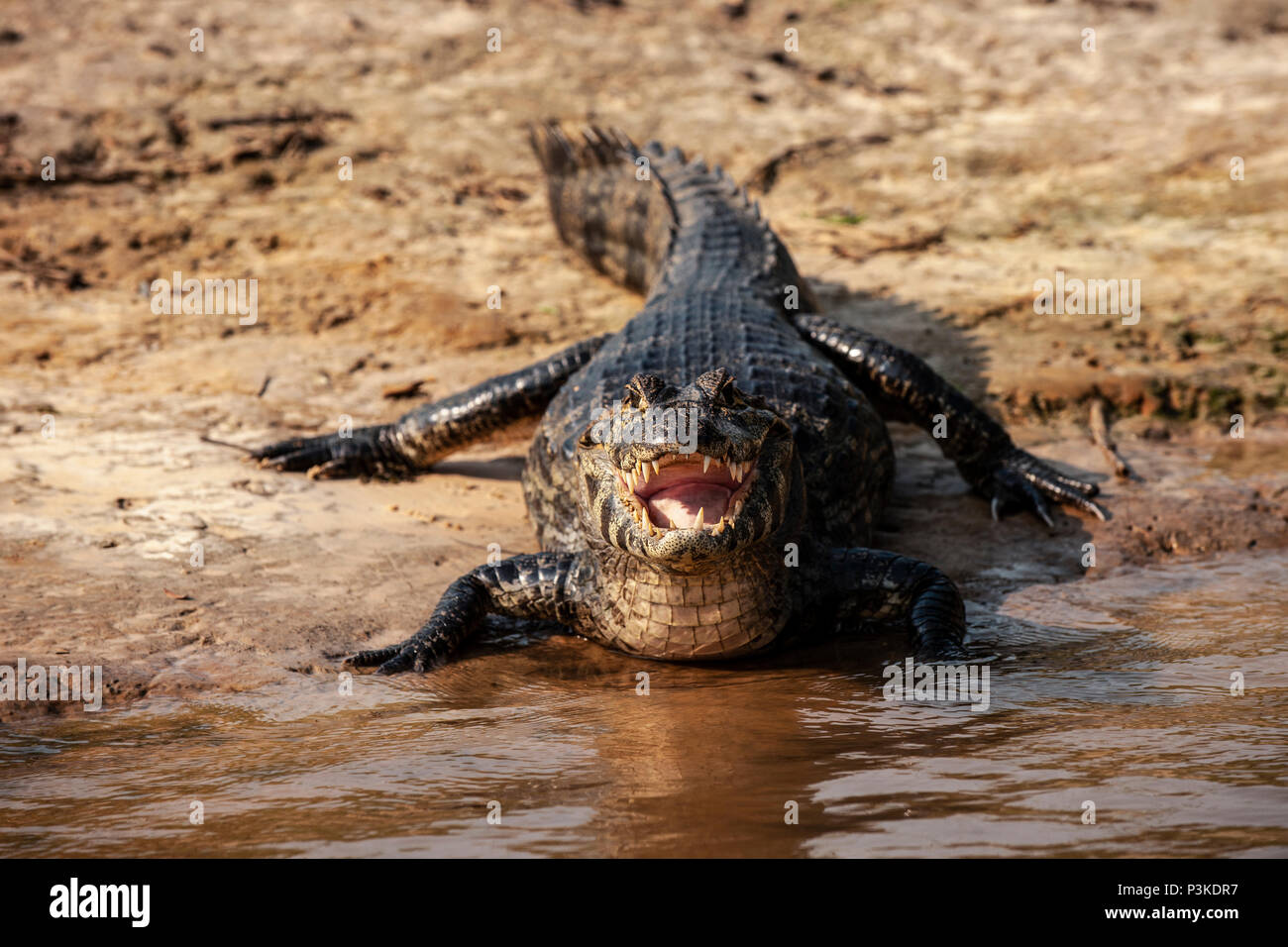 Caimano al bordo dell'acqua, fiume Sao Lourenco, Pantanal, Brasile Foto Stock