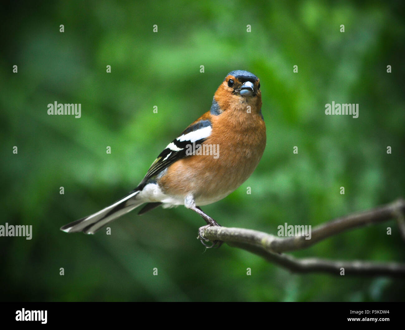 Fringuello Foto Stock