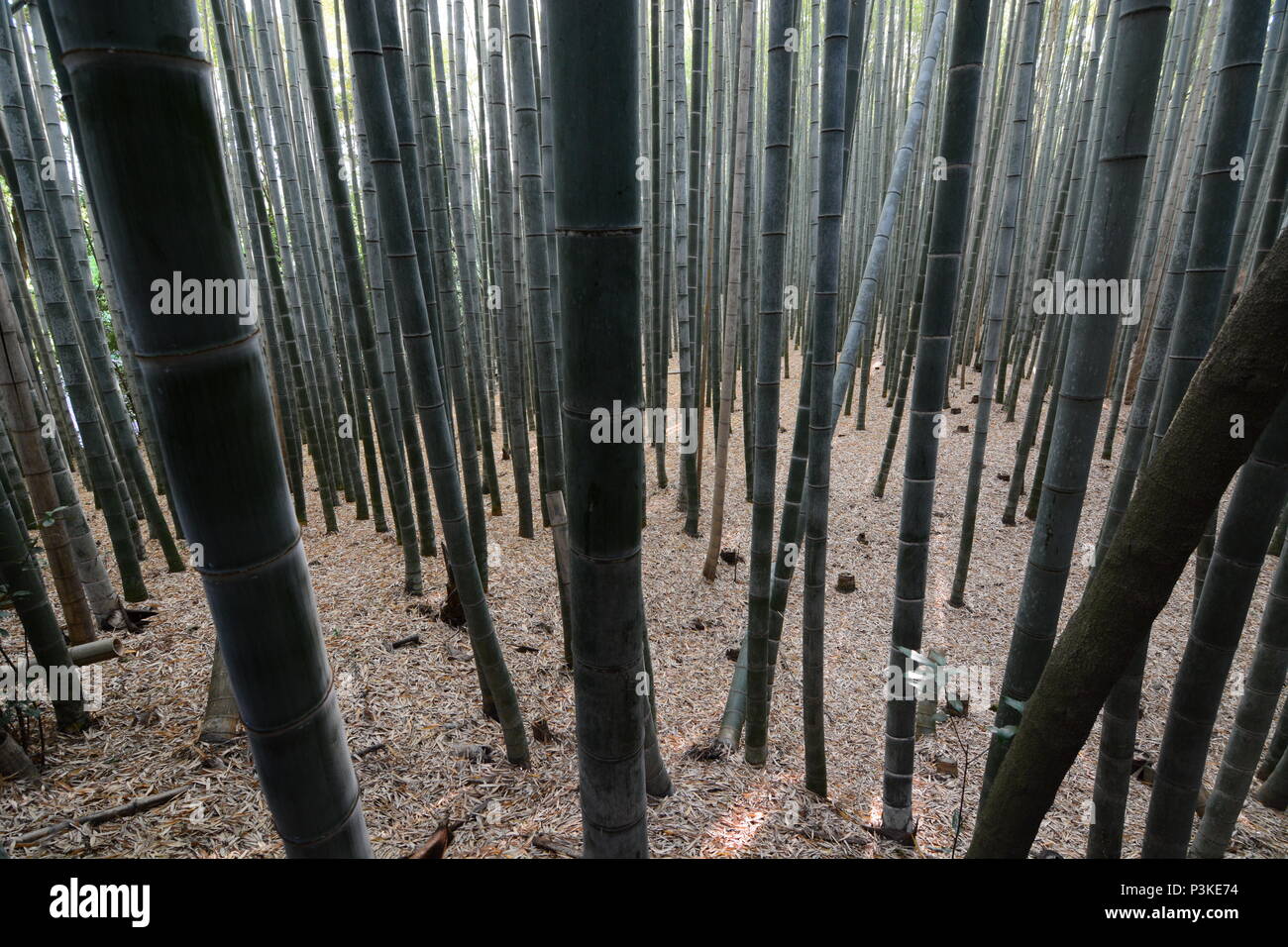 All'interno della scanalatura di bambù. Arashiyama. Il protocollo di Kyoto. Giappone Foto Stock