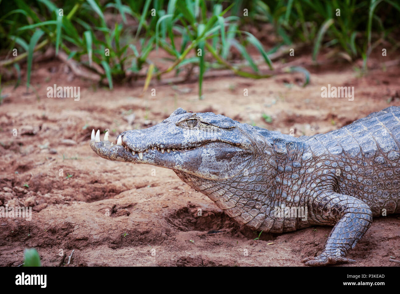 Caimano deformato con breve ganascia superiore, sul bordo del fiume Sao Lourenco, Pantanal, Brasile Foto Stock