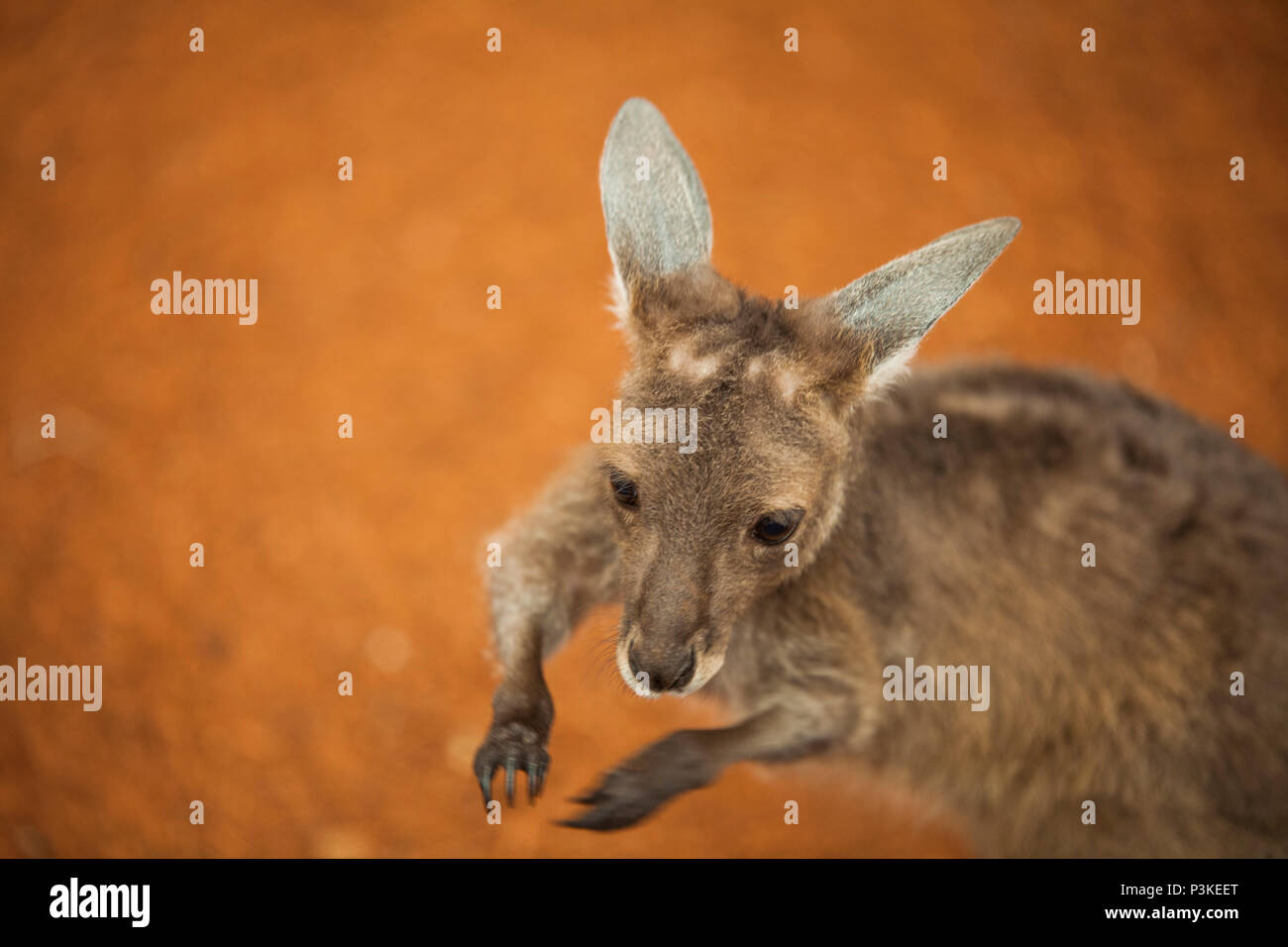 Baby kangaroo (Joey), lo Zoo di Perth, Western Australia Foto Stock