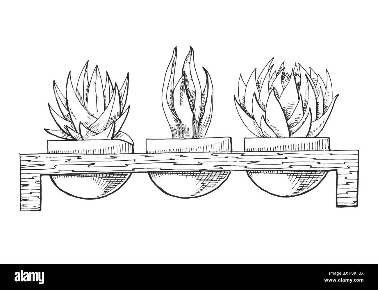 Schizzo di tre piante succulente in vasi su un supporto di legno. Illustrazione vettoriale di un disegno stile. Illustrazione Vettoriale