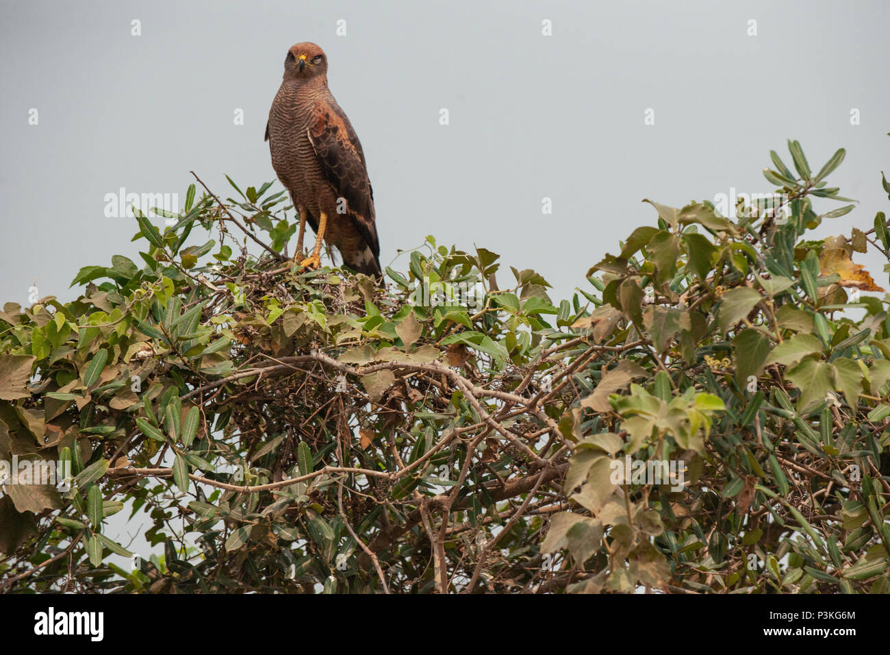 Falco di savana (Buteogallus meridionalis) seduto in un treetop, Pantanal, Brasile Foto Stock