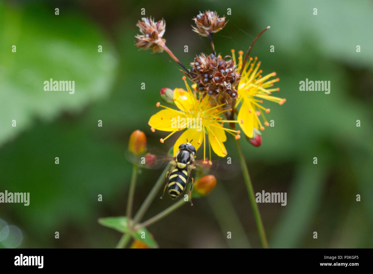Hoverfly nectaring su erba di San Giovanni (Hypericum perforatum) giallo fiori selvatici Foto Stock