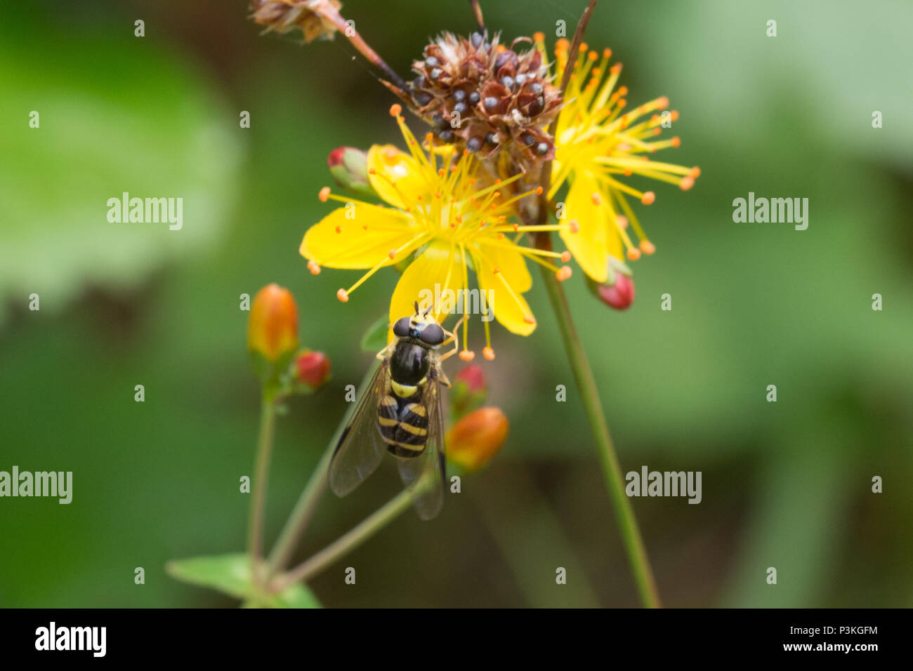 Hoverfly nectaring su erba di San Giovanni (Hypericum perforatum) giallo fiori selvatici Foto Stock