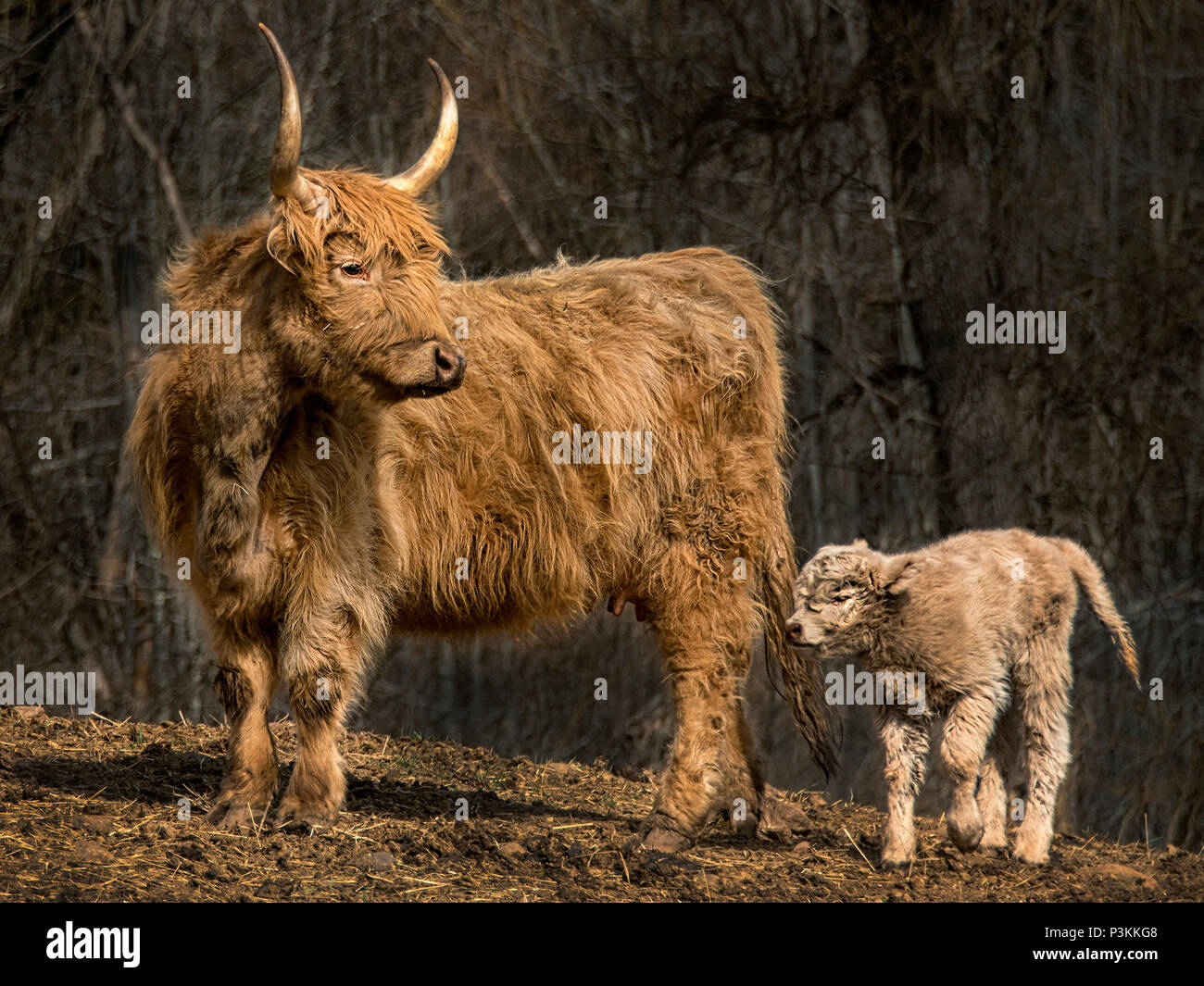 Highland scozzesi bovini Foto Stock