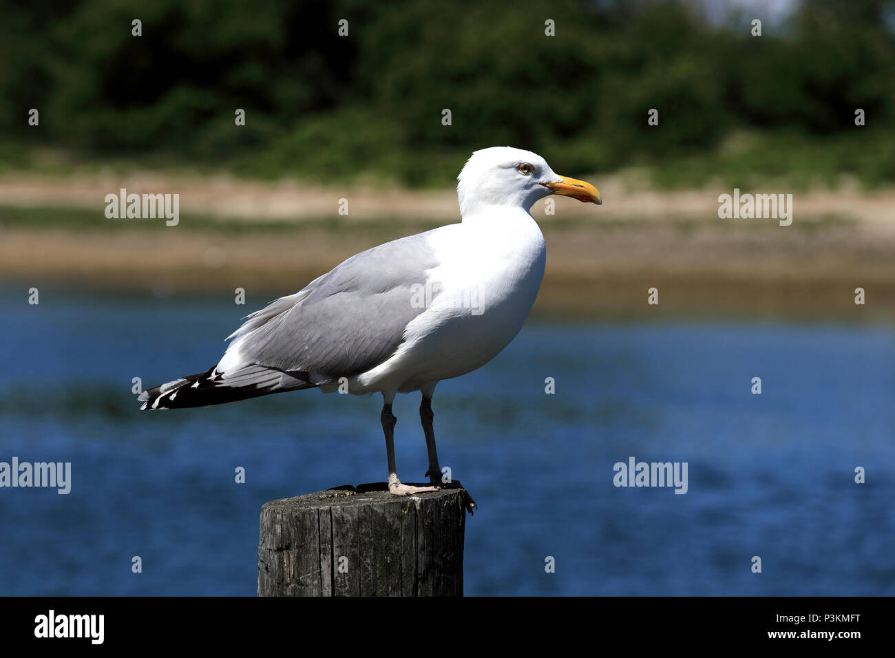 Seagull long island New York Foto Stock
