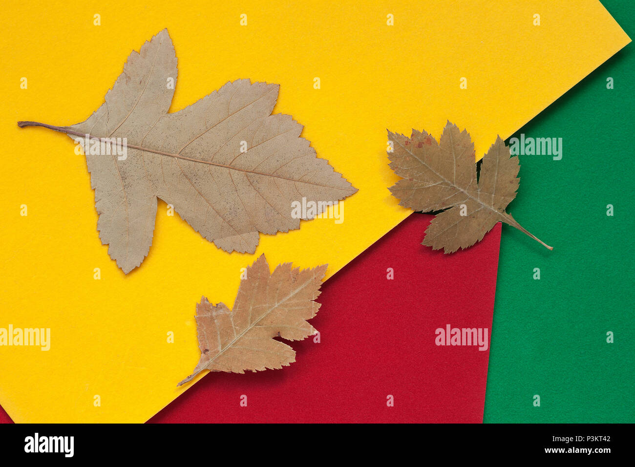 Tre autunno foglie essiccate di close-up sulla colorata carta brillante, sfondo con copia spazio per il testo. Vista da sopra. Concetto di caduta, scuola elementare, tempo libero, hobby Foto Stock