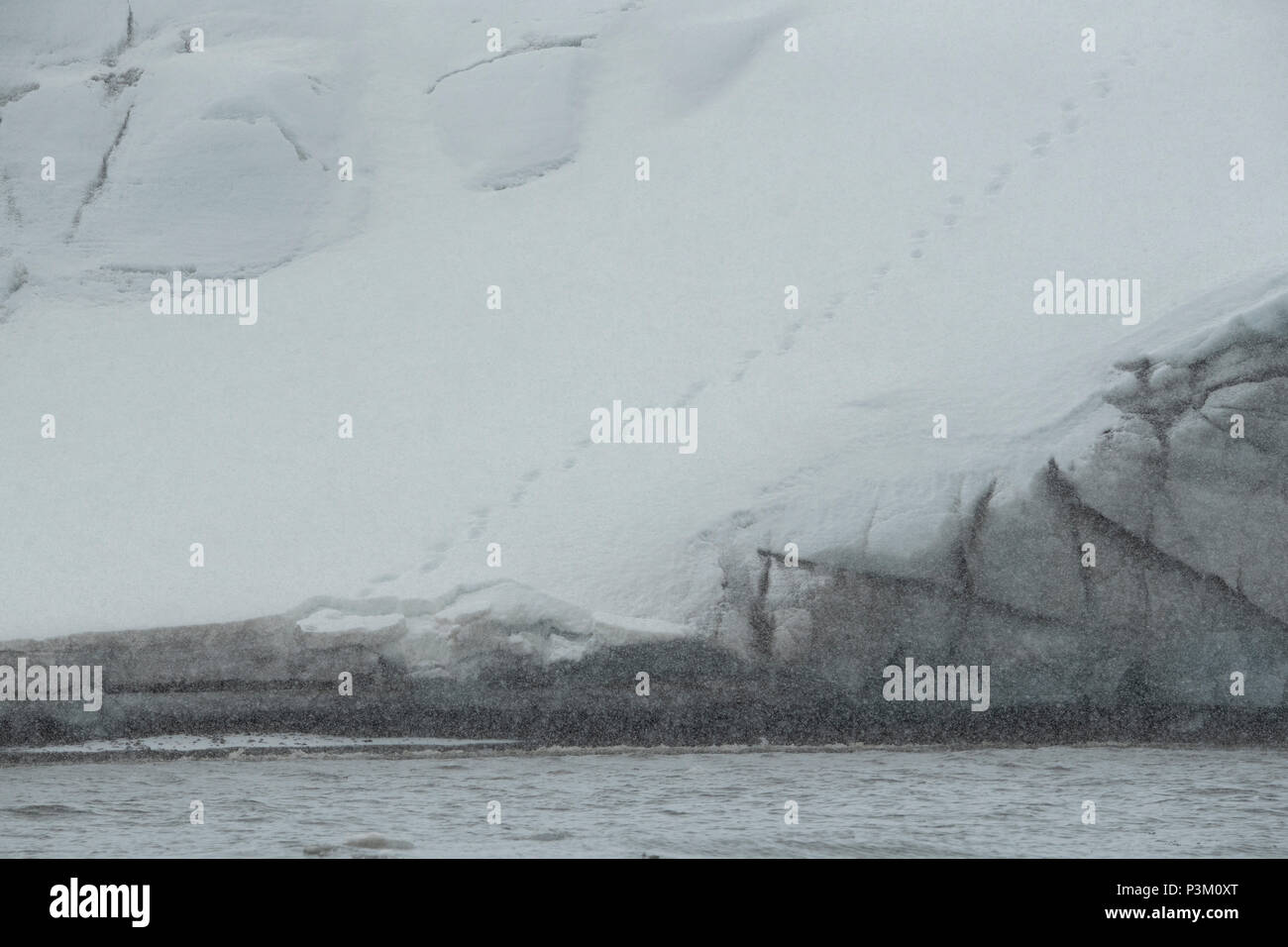 Norvegia Isole Svalbard, Spitsbergen, vicino Isbukta. Orso polare tracce nella neve fresca. Foto Stock