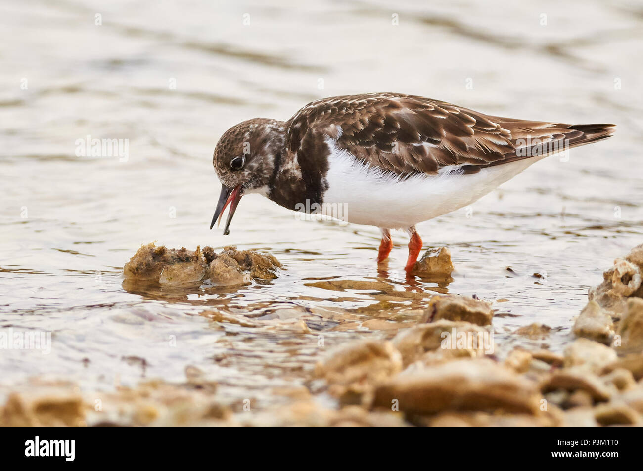 Voltapietre (Arenaria interpres) alimentazione in Estany des Peix laguna marina riva del mare nel Parco Naturale di Ses Salines (Formentera,Isole Baleari, Spagna) Foto Stock