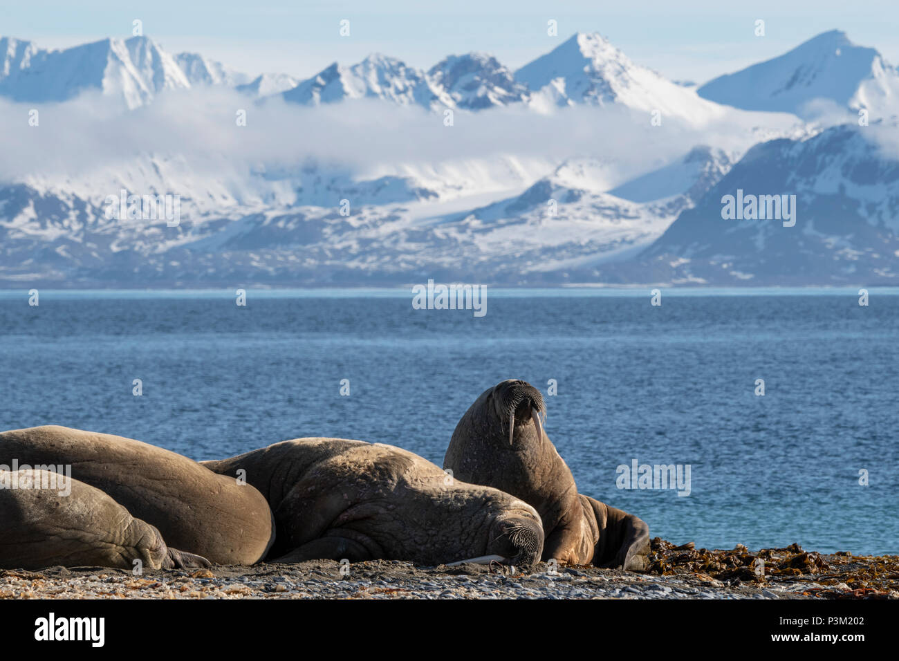 Norvegia Isole Svalbard, Spitsbergen, Isfjord, Poolepynten. Atlantic tricheco (Odobenus rosmarus rosmarus) coastal tirate fuori. Foto Stock