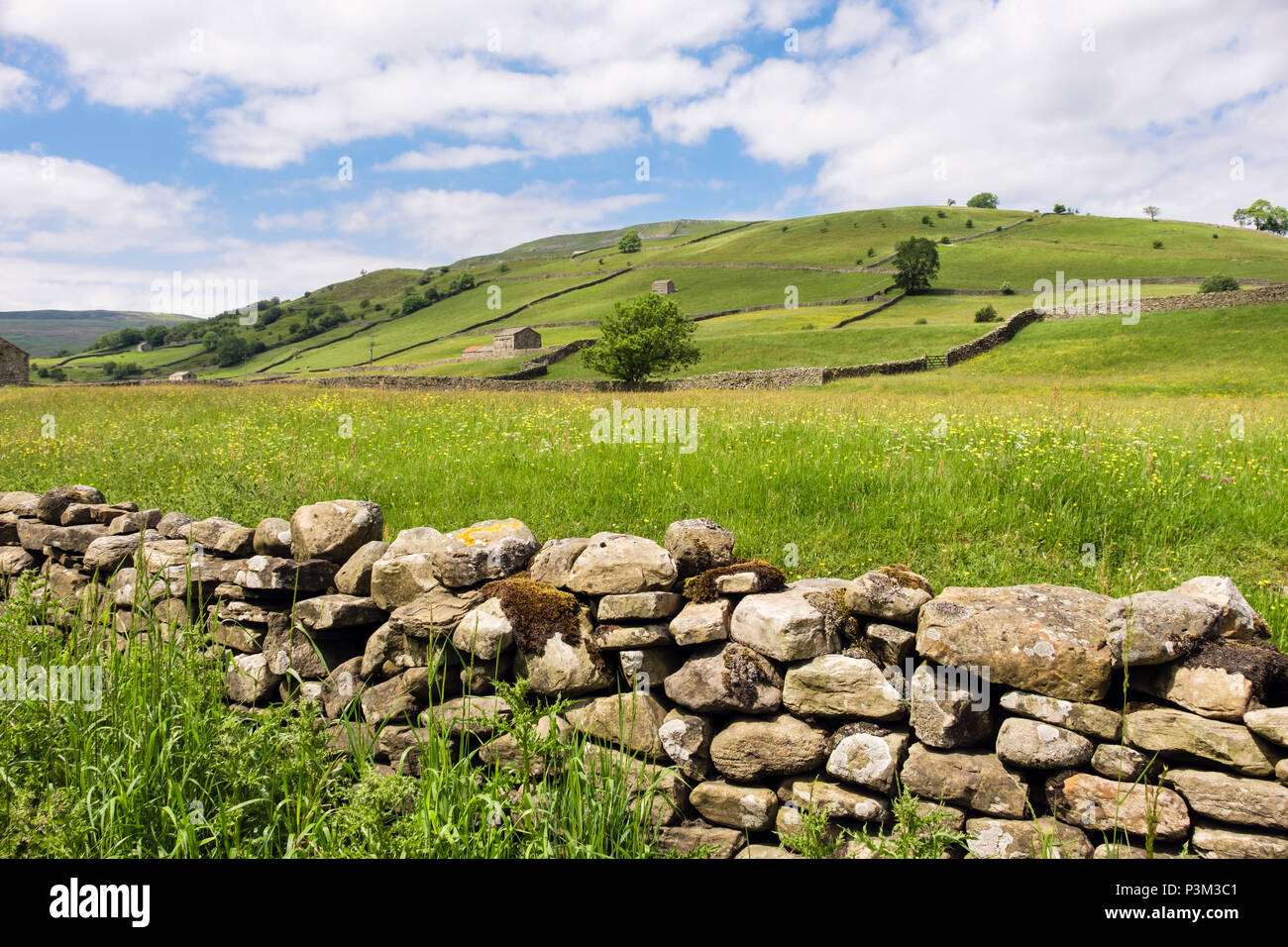 A SECCO tradizionale muro di pietra con campo di Renoncules in campagna in estate. Muker Swaledale Yorkshire Dales National Park North Yorkshire England Regno Unito Foto Stock