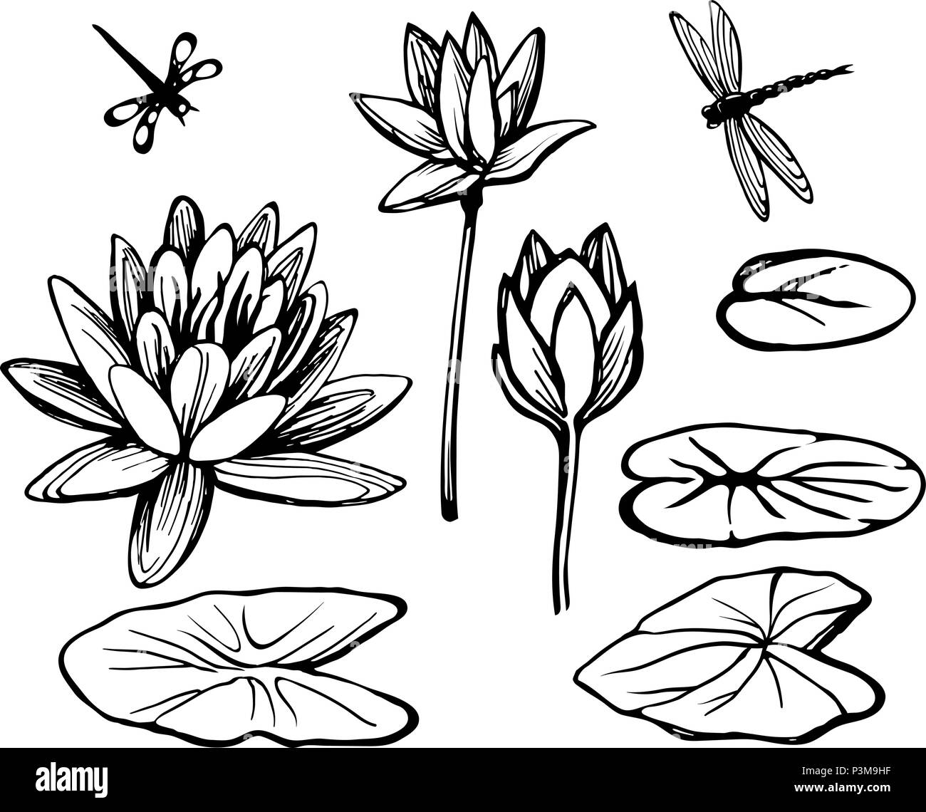 Ninfee lotus e libellula Illustrazione Vettoriale