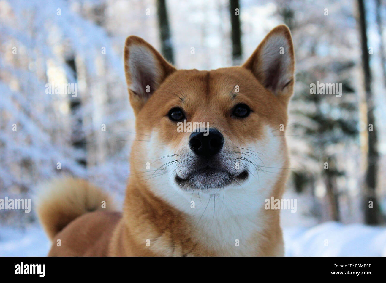 Shiba-Inu nella foresta durante l inverno Foto Stock