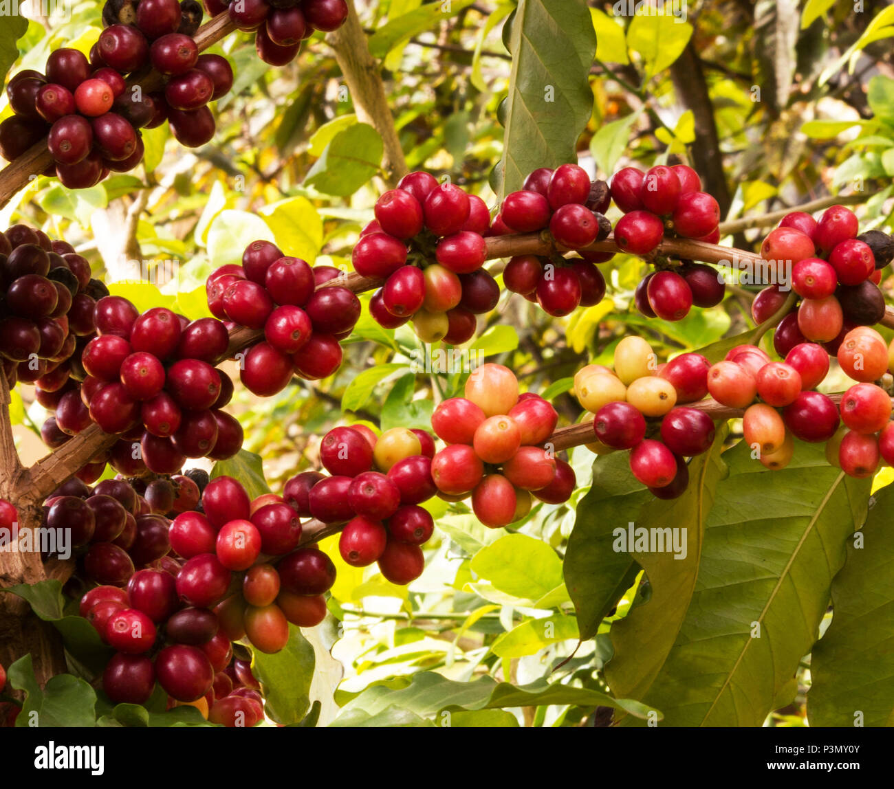Freschi i chicchi di caffè sulla struttura ad albero Foto Stock