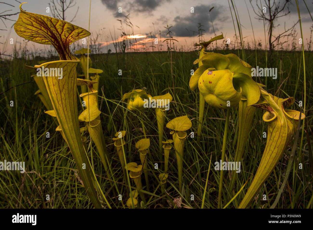 Il Giallo (pitcherplant Sarracenia flava) è un insolito impianto predatorio ha trovato nel sud-est degli Stati Uniti. Essa integra la sua alimentazione mangiando insetti. Foto Stock