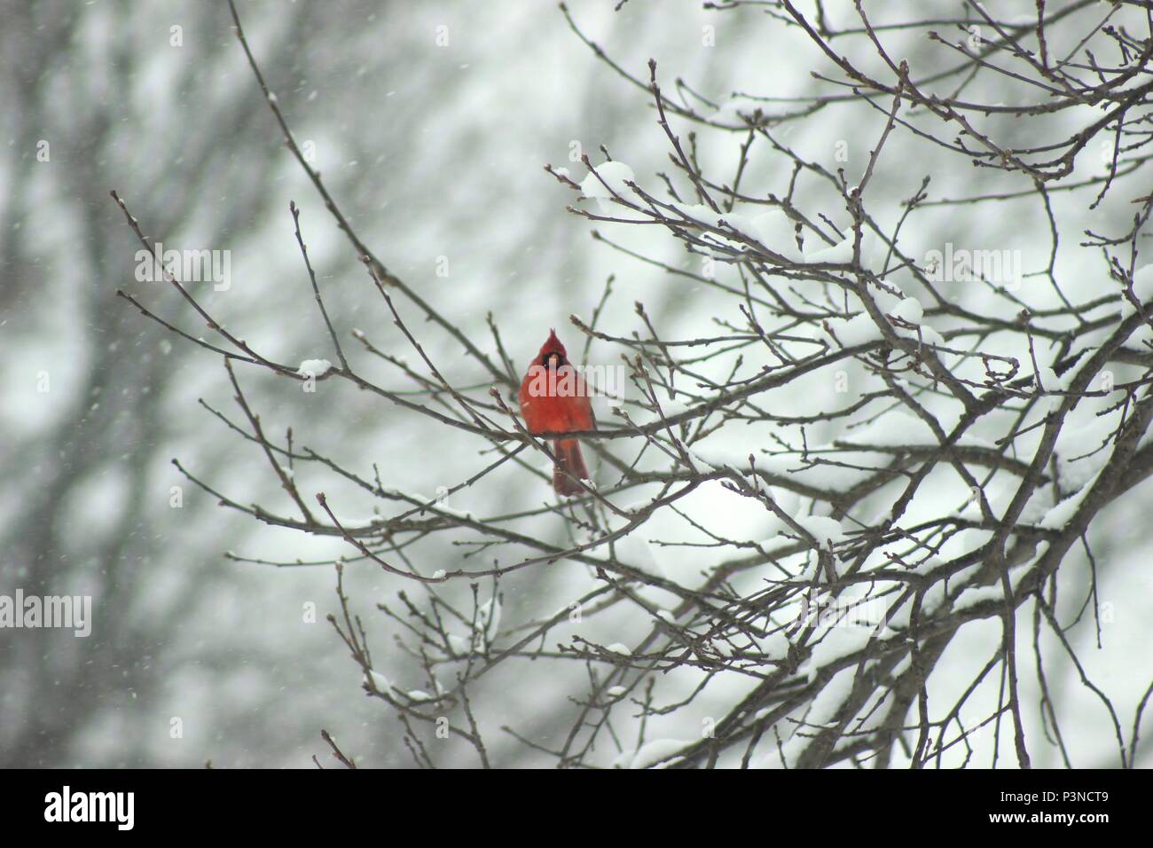 Il canto di un uccello in appoggio e sempre pronto a mangiare un po' di cibo nei mesi invernali Foto Stock