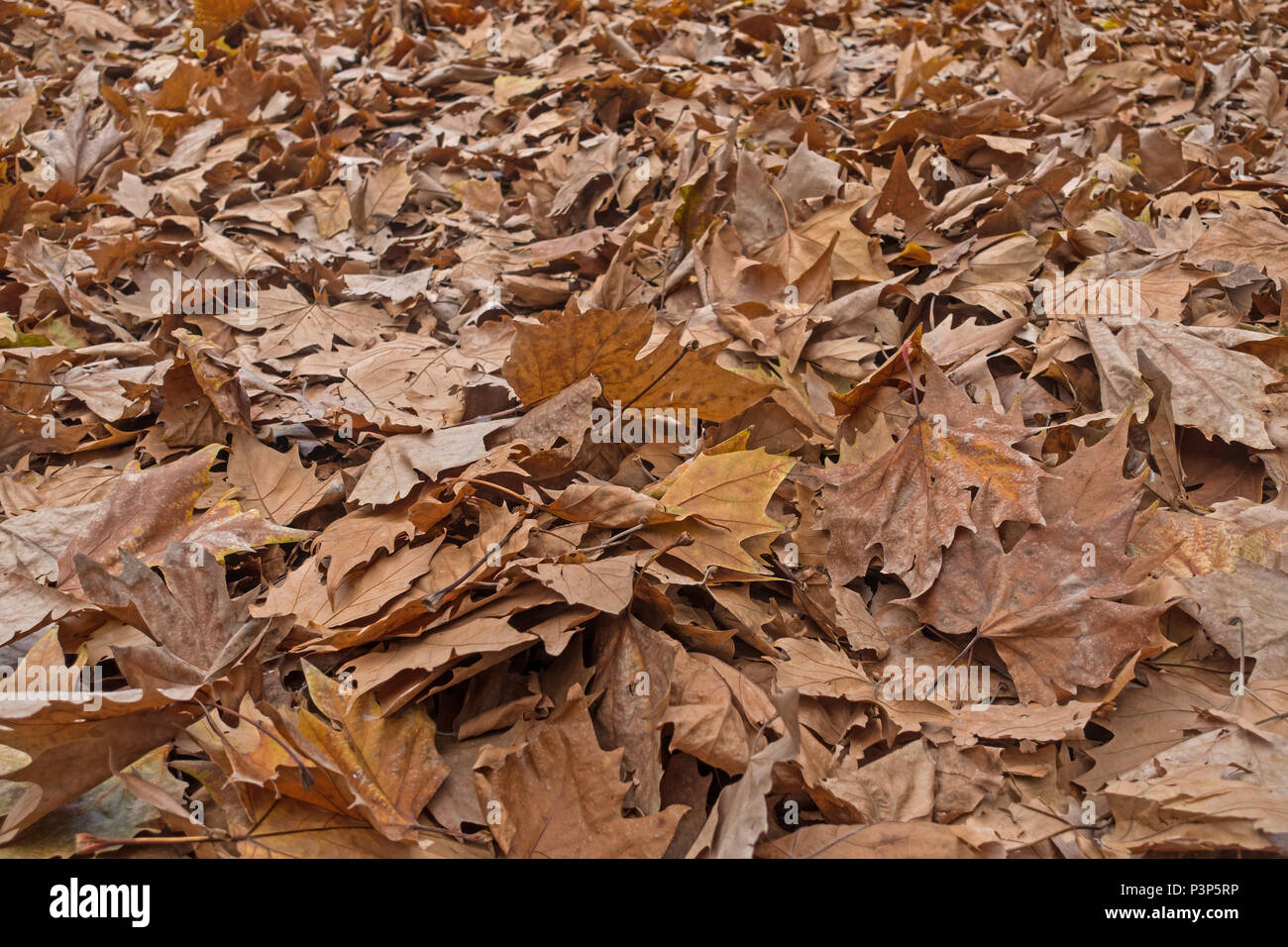 Piano di Londra Foglie di autunno in il Bicentennial Park, il Tamworth NSW Australia. Foto Stock
