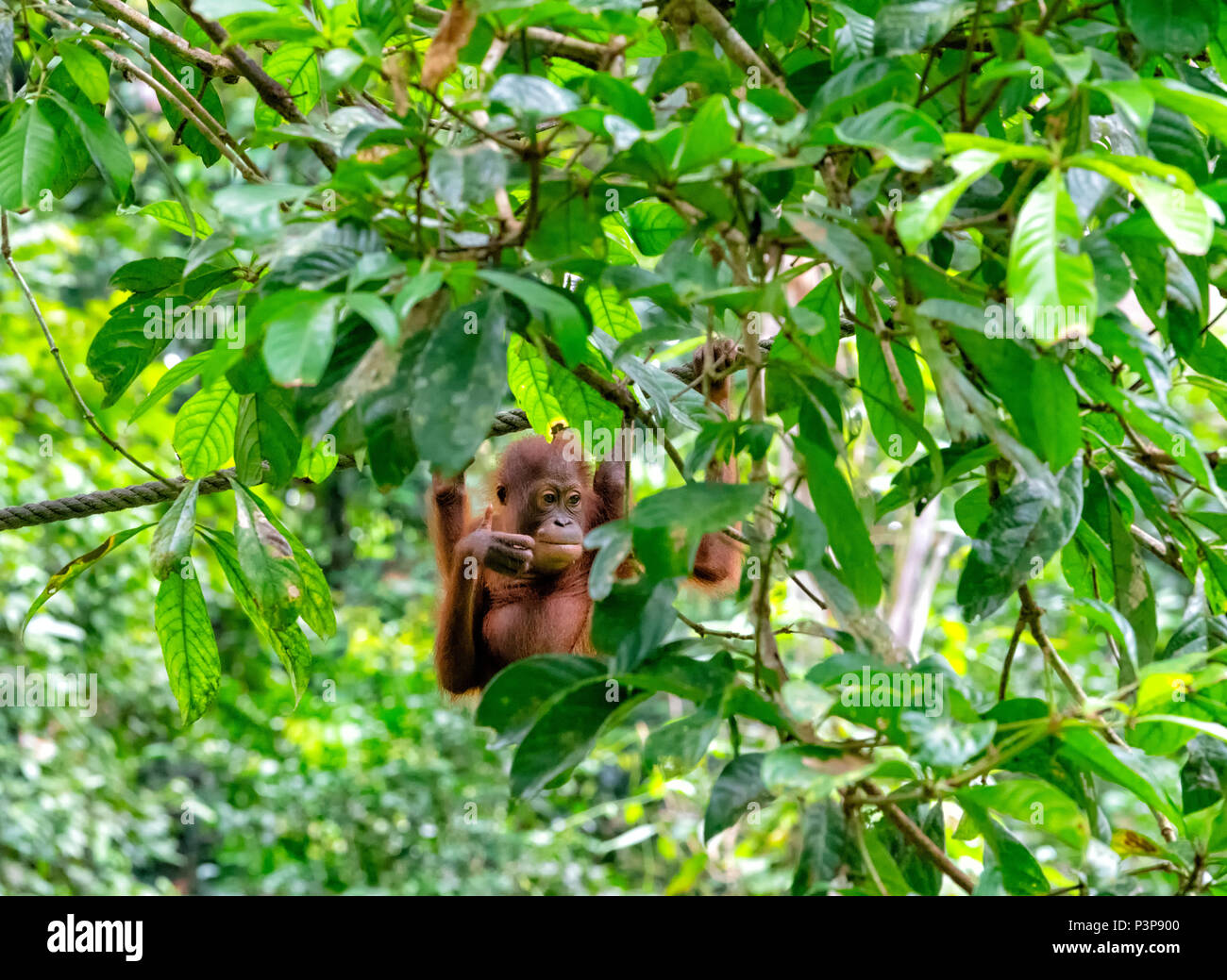 Wild baby orango pendente da un uomo fatto la corda al Sepilok orango il Centro di riabilitazione di Sepilok e Sandakan, Borneo Malaysia Foto Stock
