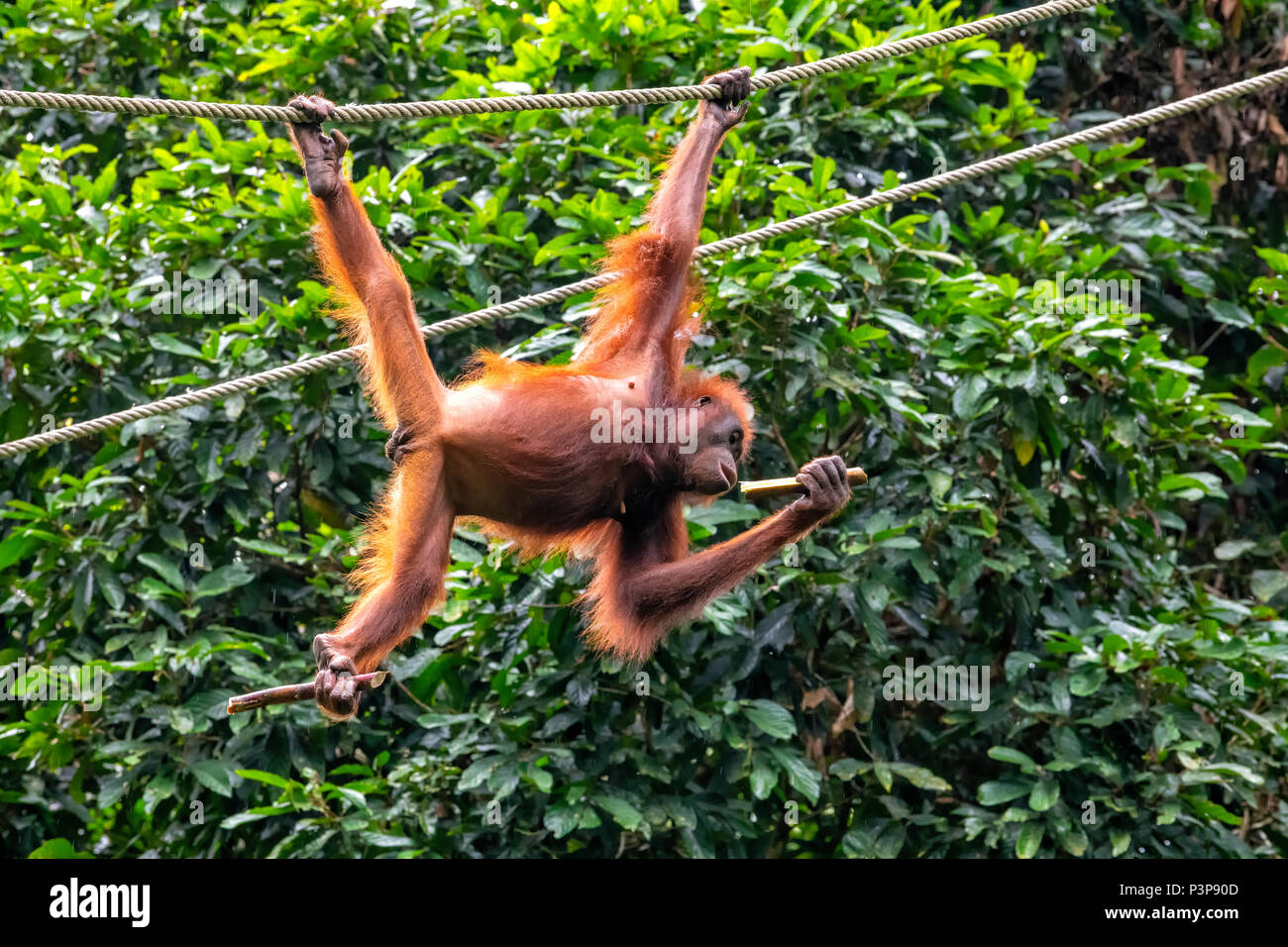 Wild femmina adulta orango pendente da un uomo fatto la corda al Sepilok orango il Centro di riabilitazione di Sepilok e Sandakan, Borneo Malaysia Foto Stock
