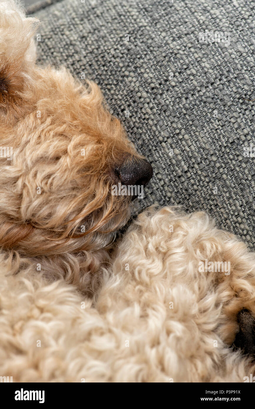 Close up del naso e della bocca di un color beige Labradoodle cane come dorme Foto Stock
