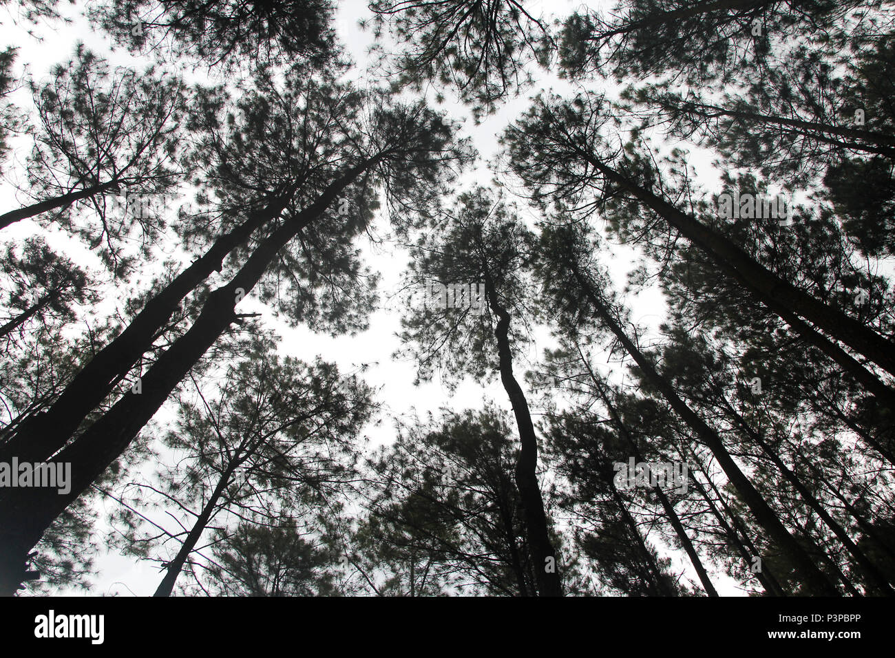 Artistica di alberi di pino a Hutan Pinus Pengger, Yogyakarta, Indonesia Foto Stock