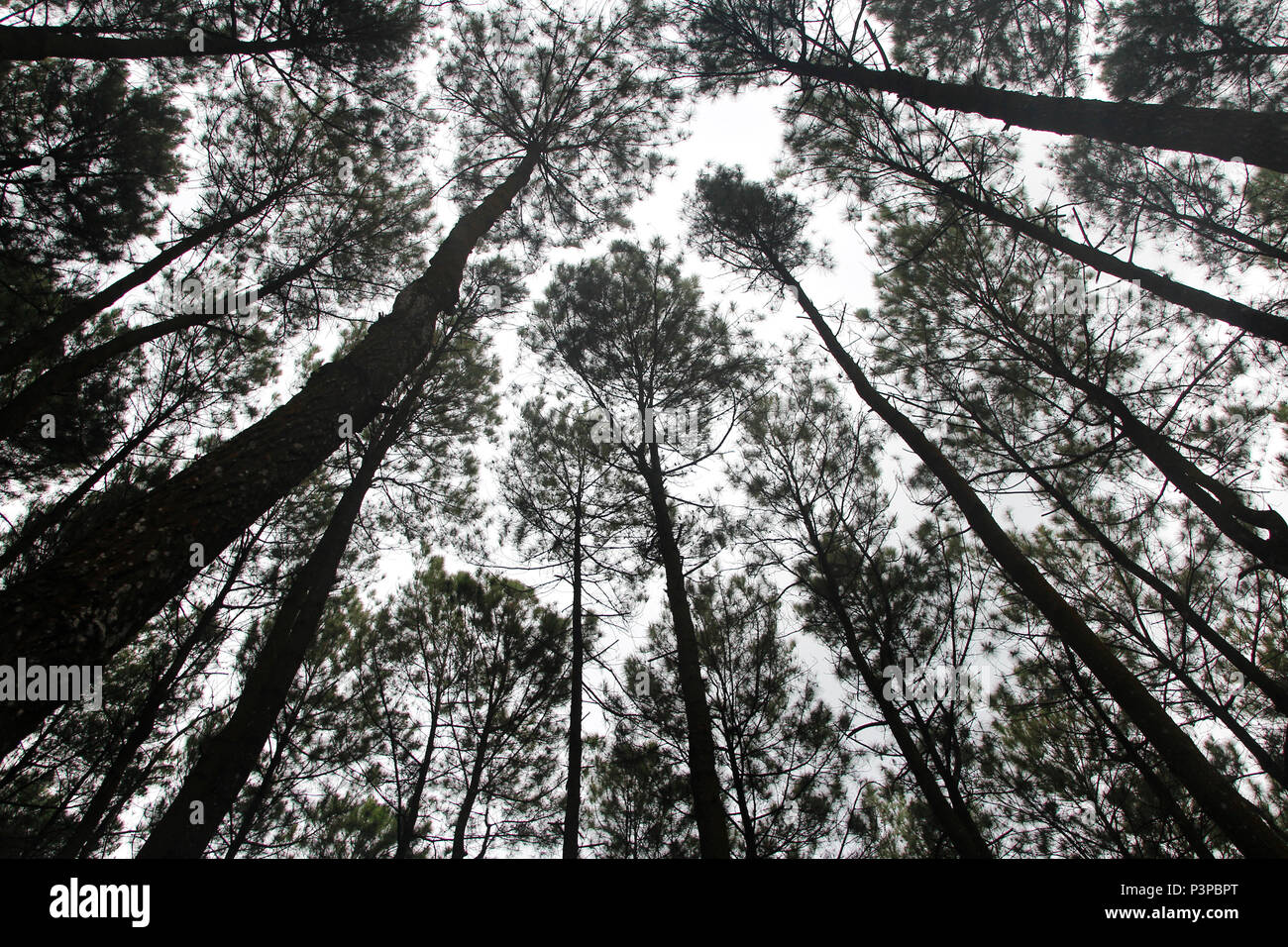 Artistica di alberi di pino a Hutan Pinus Pengger, Yogyakarta, Indonesia Foto Stock