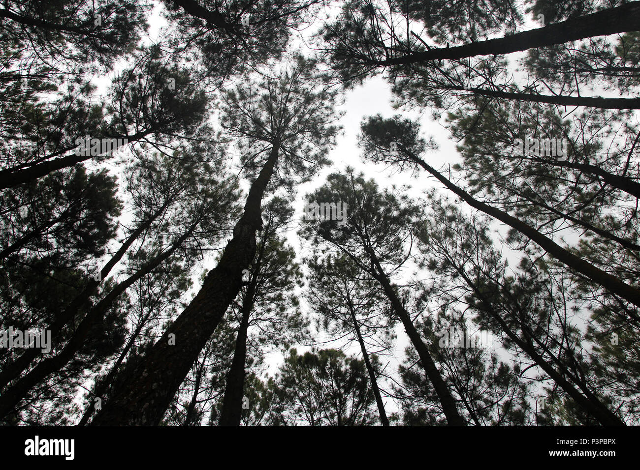 Artistica di alberi di pino a Hutan Pinus Pengger, Yogyakarta, Indonesia Foto Stock