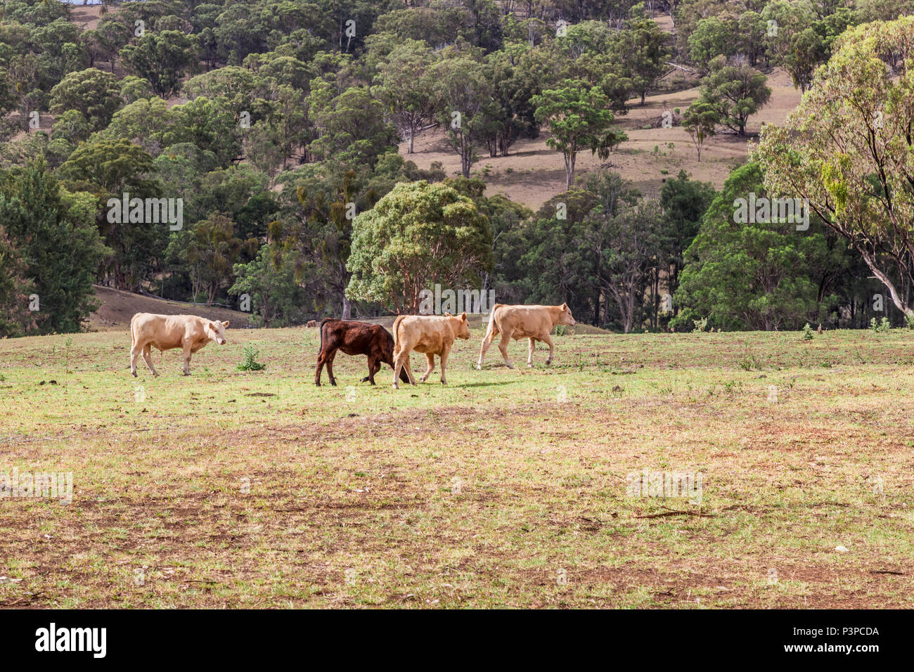 Erba di bovini alimentati in un pascolo nella parte superiore la Hunter Valley, NSW, Australia. Foto Stock