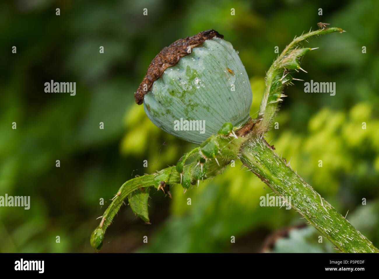 Seme della capsula o cialda di semi di papavero, Papaver somniferum Foto Stock