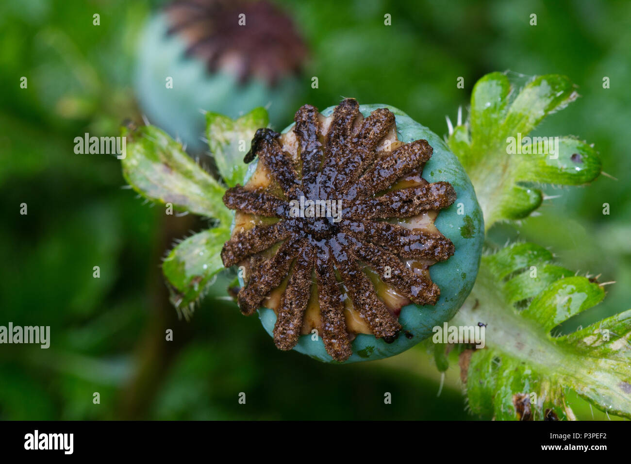 Seme della capsula o cialda di semi di papavero, Papaver somniferum Foto Stock