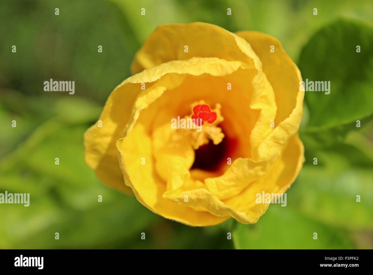 Il giallo dei fiori di ibisco Foto Stock