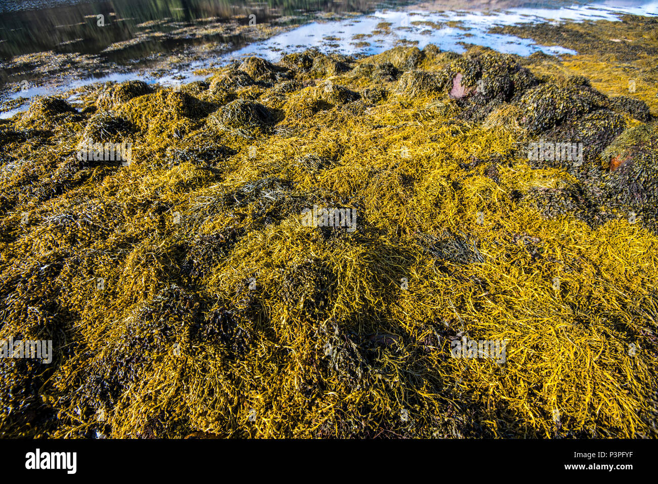 Il litorale di campo di boulder e banche di alghe marine sulle rive di Loch Sunart nelle Highlands della Scozia Foto Stock