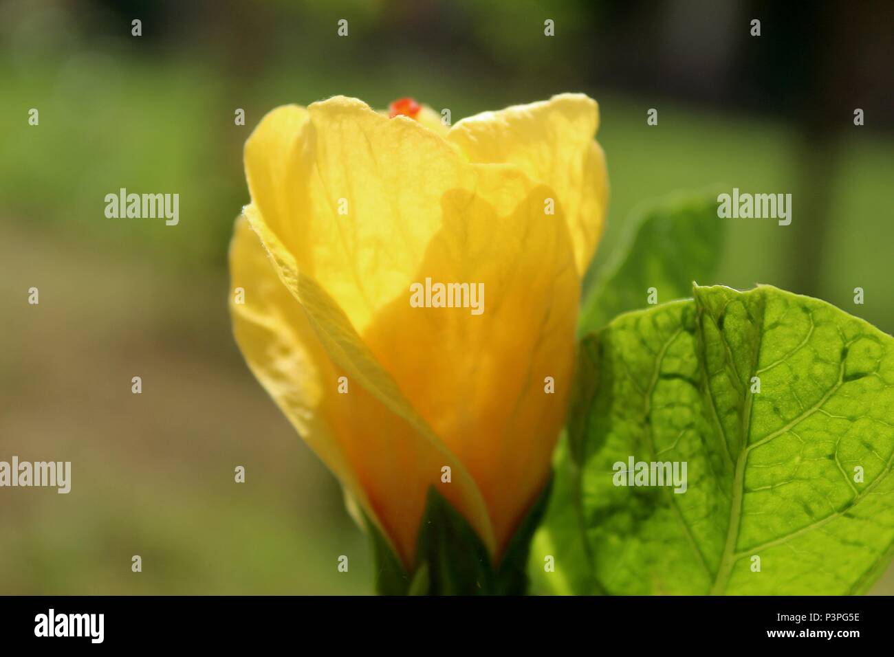 Il giallo dei fiori di ibisco Foto Stock