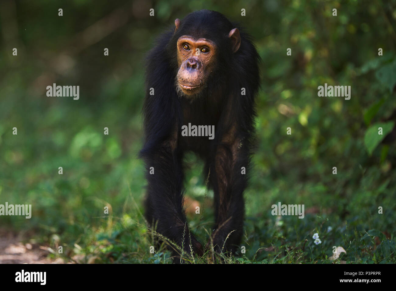 Scimpanzé orientale (Pan troglodytes schweinfurthii) nove anni maschio teenager, Gombe. Parco Nazionale, Tanzania Foto Stock