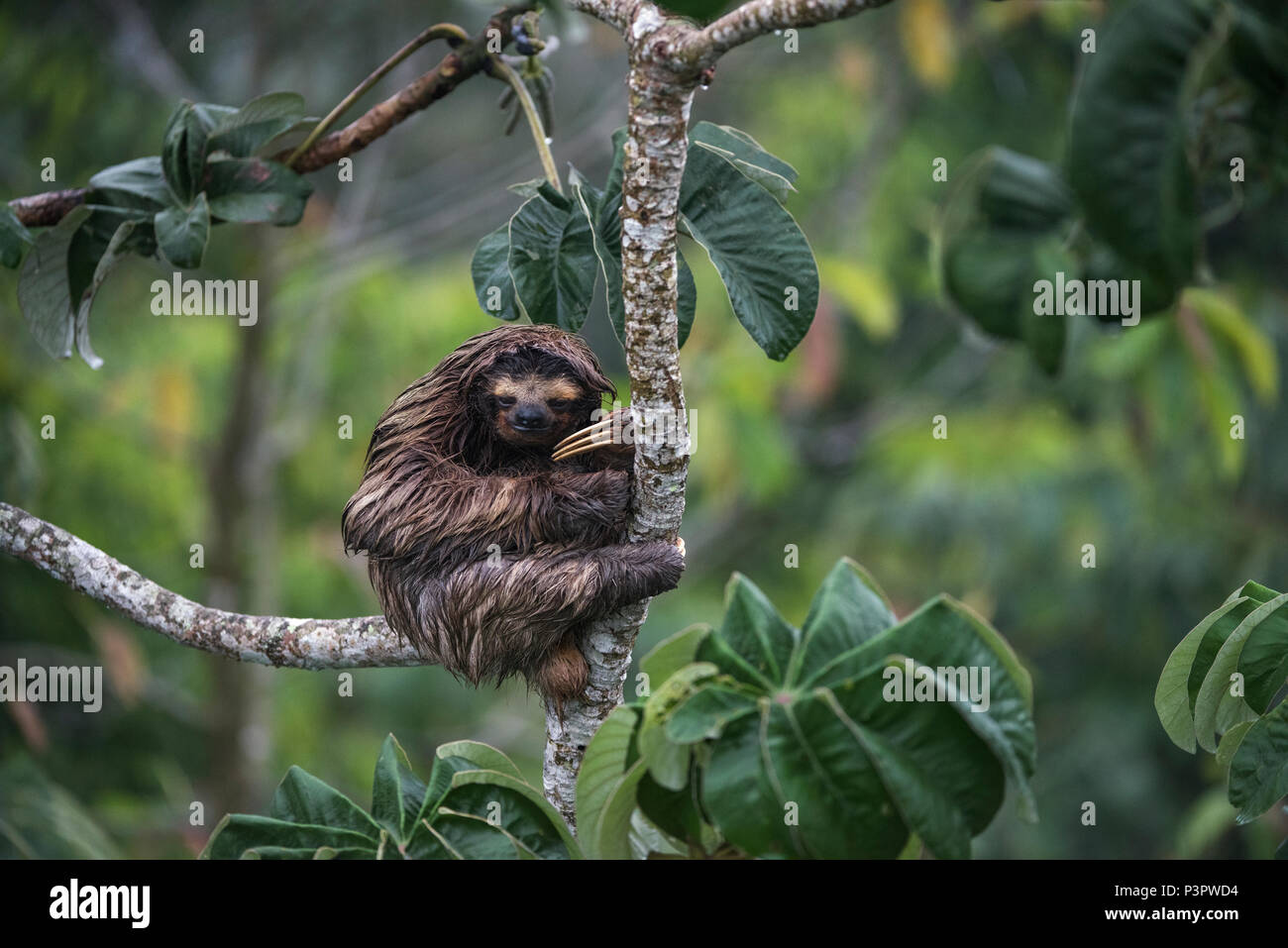 Marrone-throated il bradipo (Bradypus variegatus), il Parco Nazionale di Soberania, Panama Foto Stock