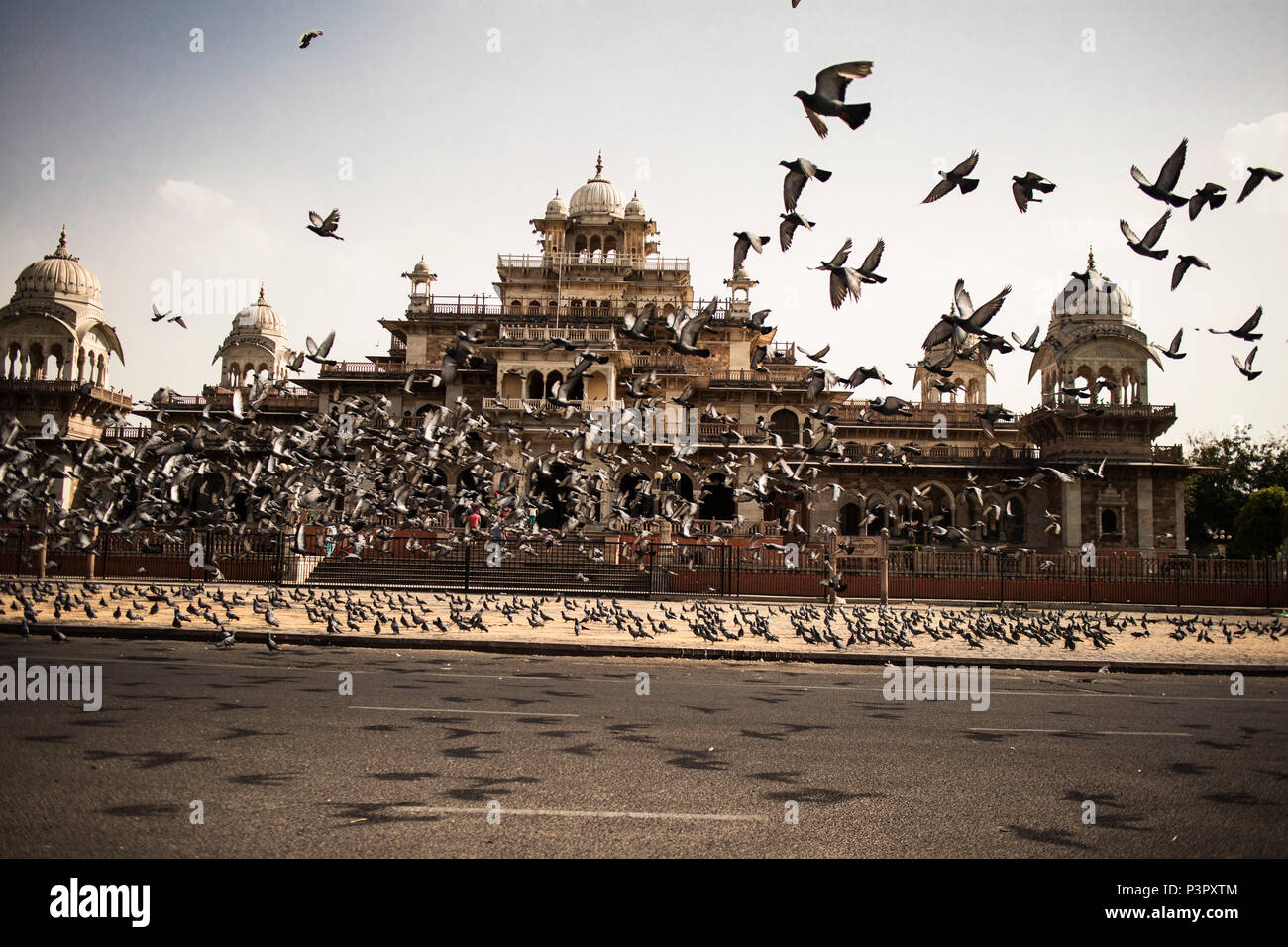 Royal Albert Hall Museo, uccelli, India Foto Stock