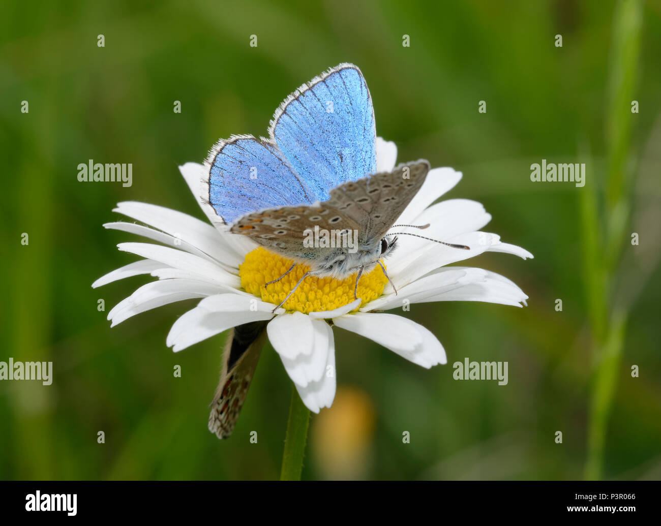 Adonis Blue Butterfly - Lysandra bellargus maschio su Oxeye Daisy - Leucanthemum vulgare con femmina al di sotto di Foto Stock