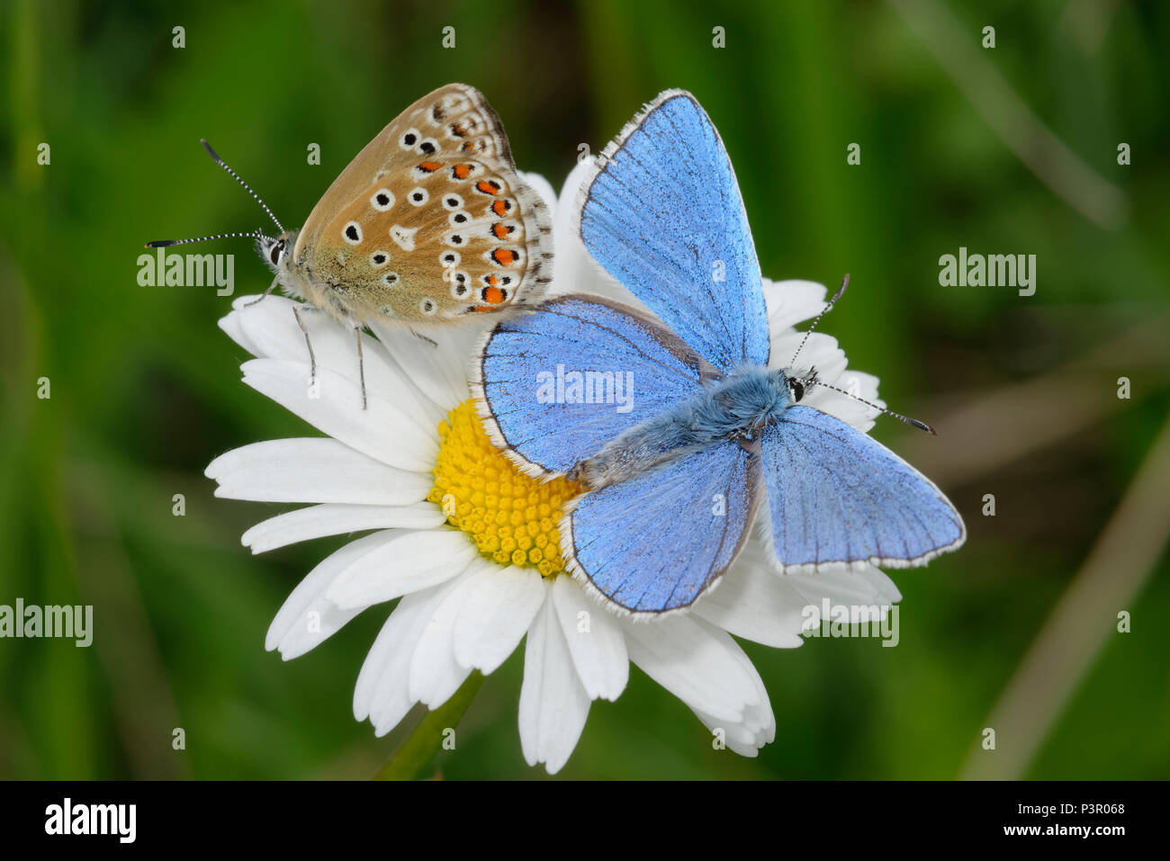 Adonis Blue Butterfly - Lysandra bellargus coppia su Oxeye Daisy - Leucanthemum vulgare Foto Stock