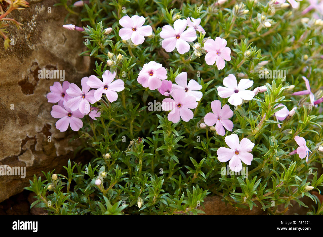 Phlox alpino in un giardino di roccia Foto Stock
