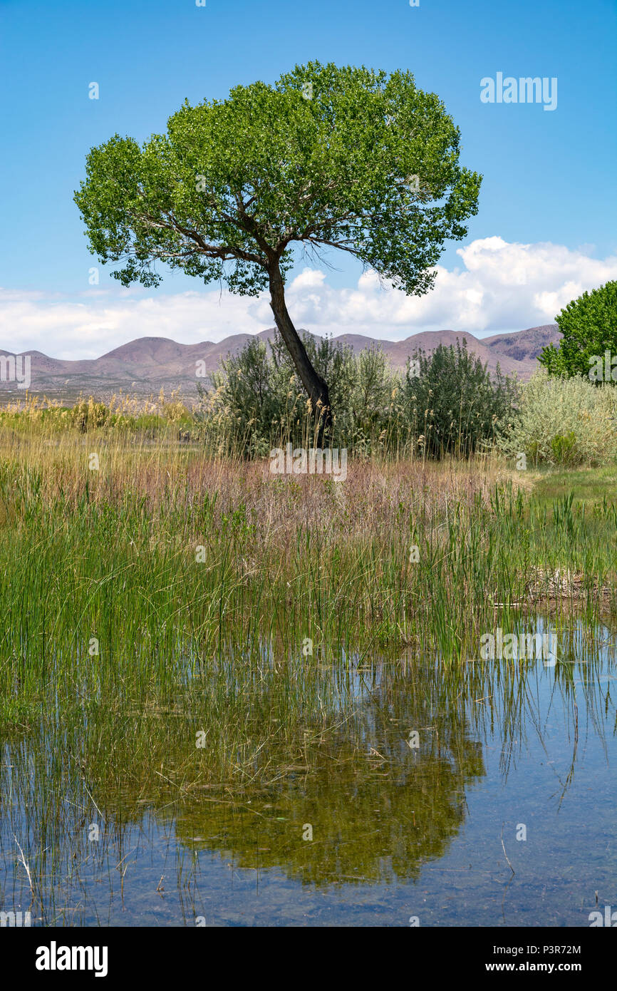 Nuovo Messico, San Antonio, Bosque del Apache National Wildlife Refuge Foto Stock