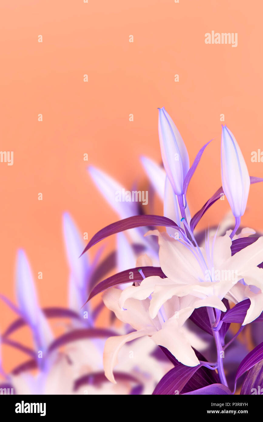 Surrealismo bouquet naturale di gigli su sfondo arancione. Copia spazio per il testo Foto Stock