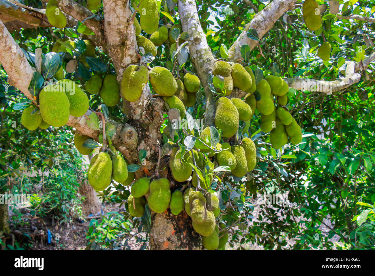 Jack frutto e albero Foto Stock