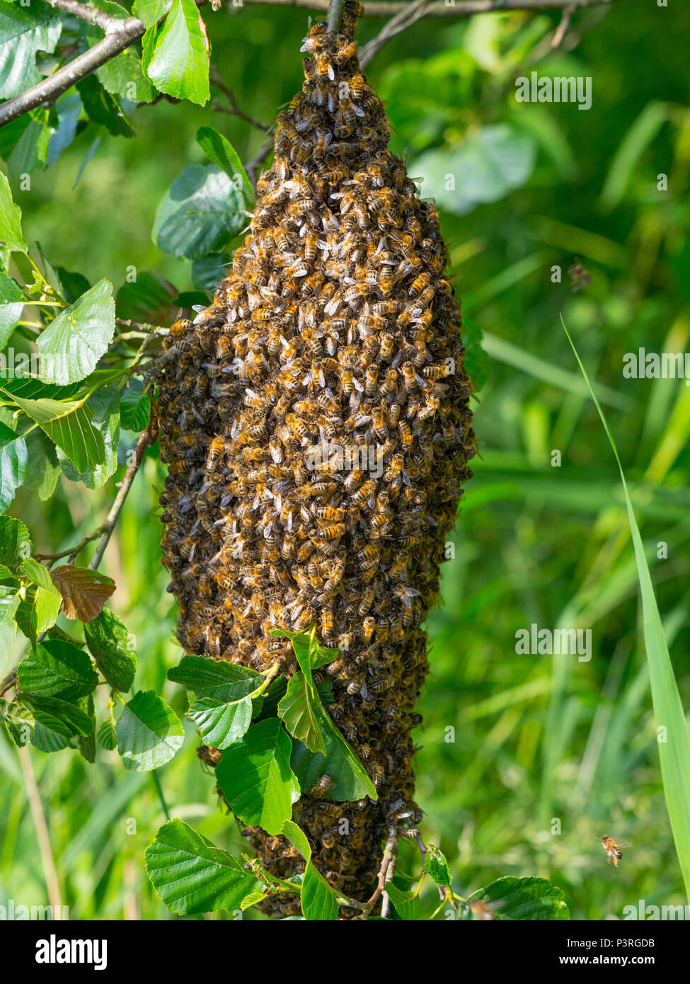 Honey Bee Apis mellifera sciame appeso nella struttura ad albero di ontani. Norfolk Broads Foto Stock