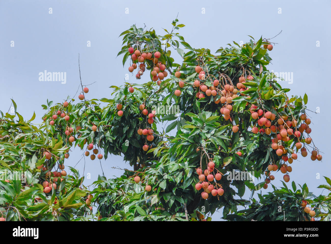 Litchi frutti Foto Stock