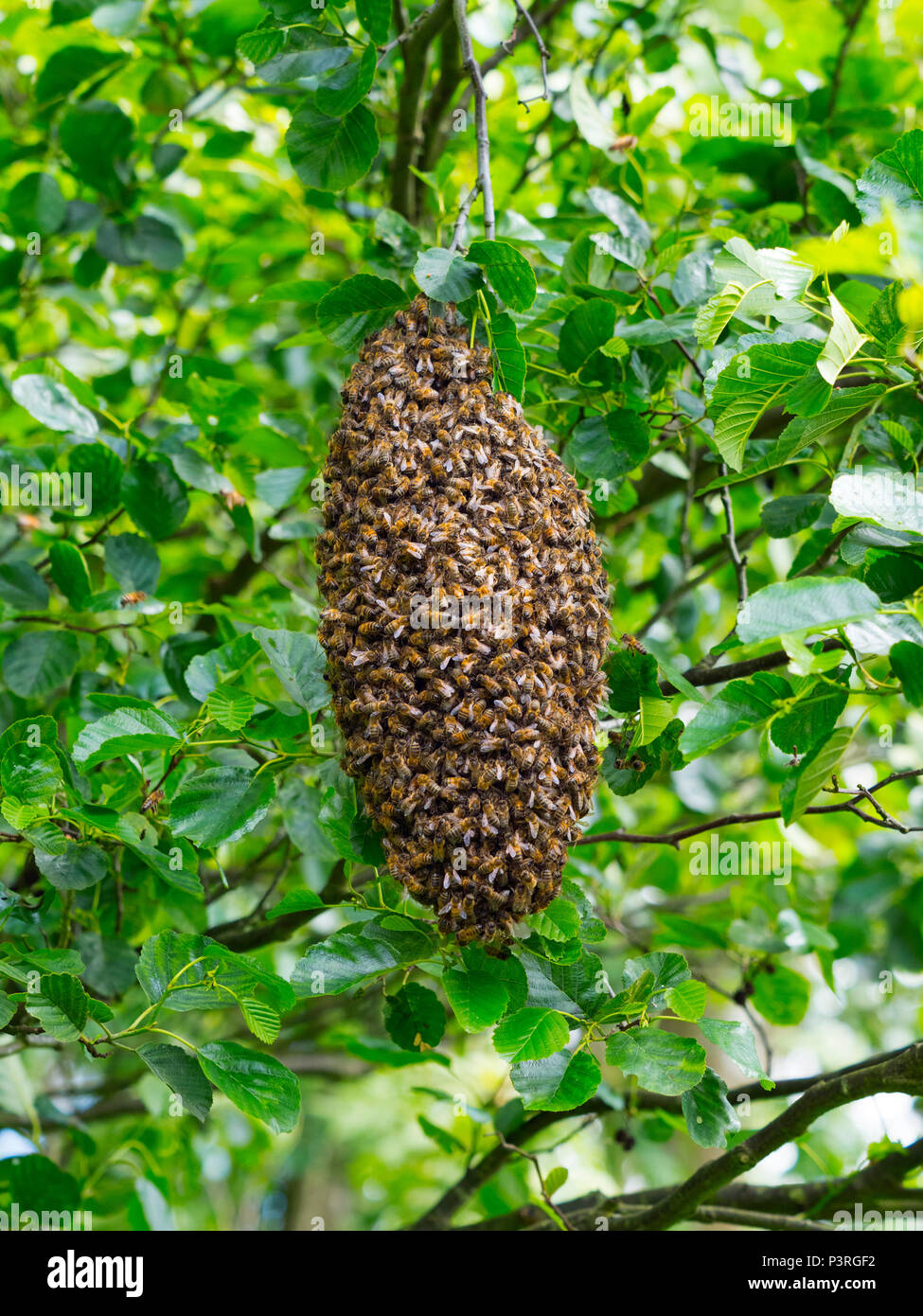 Honey Bee Apis mellifera sciame appeso nella struttura ad albero di ontani. Norfolk Broads Foto Stock