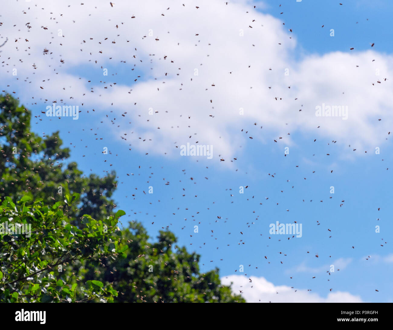 Honey Bee Apis mellifera sciame nell'aria Norfolk Broads Foto Stock